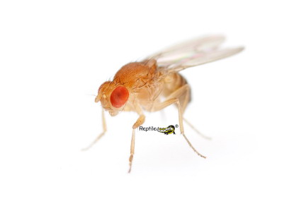 Drosophila Drosophila