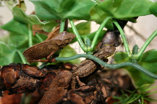 Rieppeleon brevicaudatus