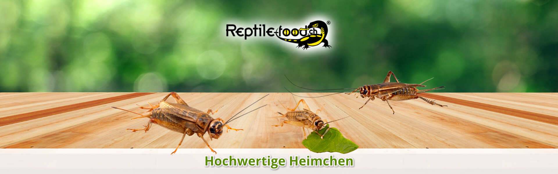 Heimchen als Futtertiere / Futterinsekten Heimchen als Futtertiere / Futterinsekten