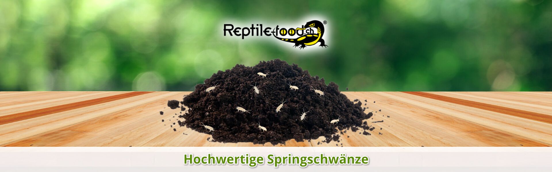 Springschwänze als Futterinsekten Springschwänze als Futterinsekten
