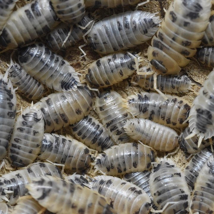 Porcellio laevis panda / Panda Asseln Porcellio laevis panda / Panda Asseln