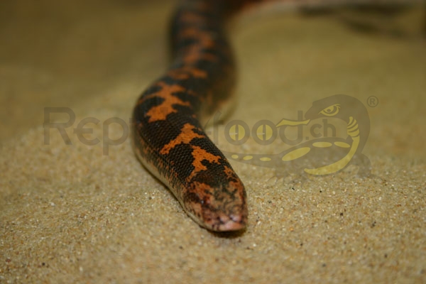 Boa de sable égyptien (Eryx colubrinus) Boa de sable égyptien (Eryx colubrinus)