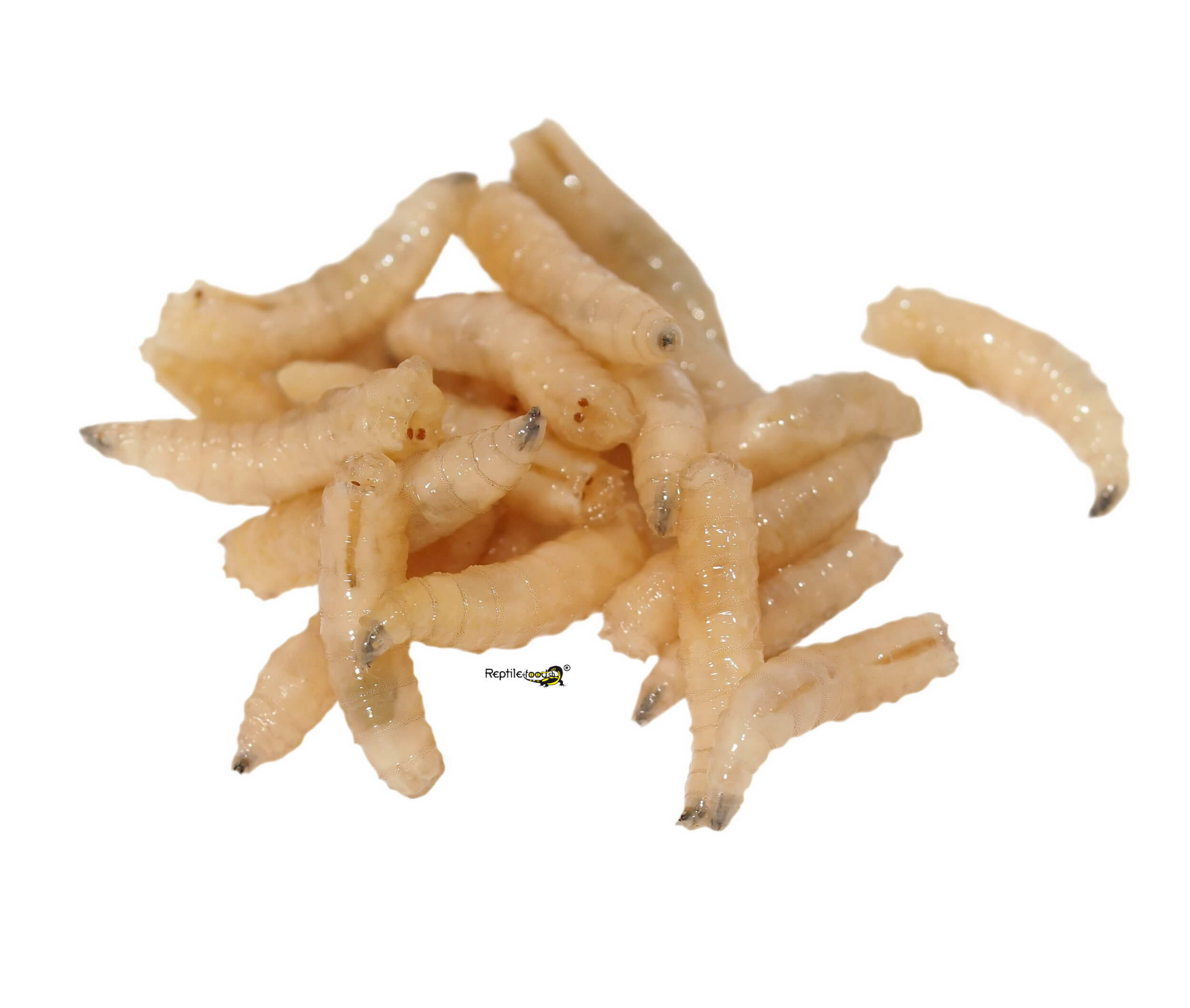 Larve della mosca carnaria blu