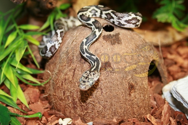 Colubro notturno messicano