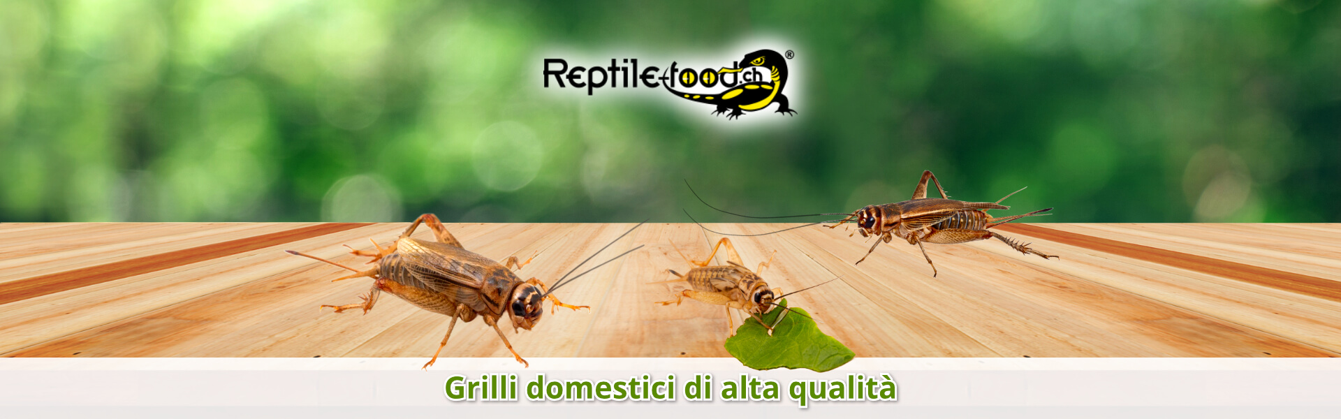 Grilli domestici di alta qualità