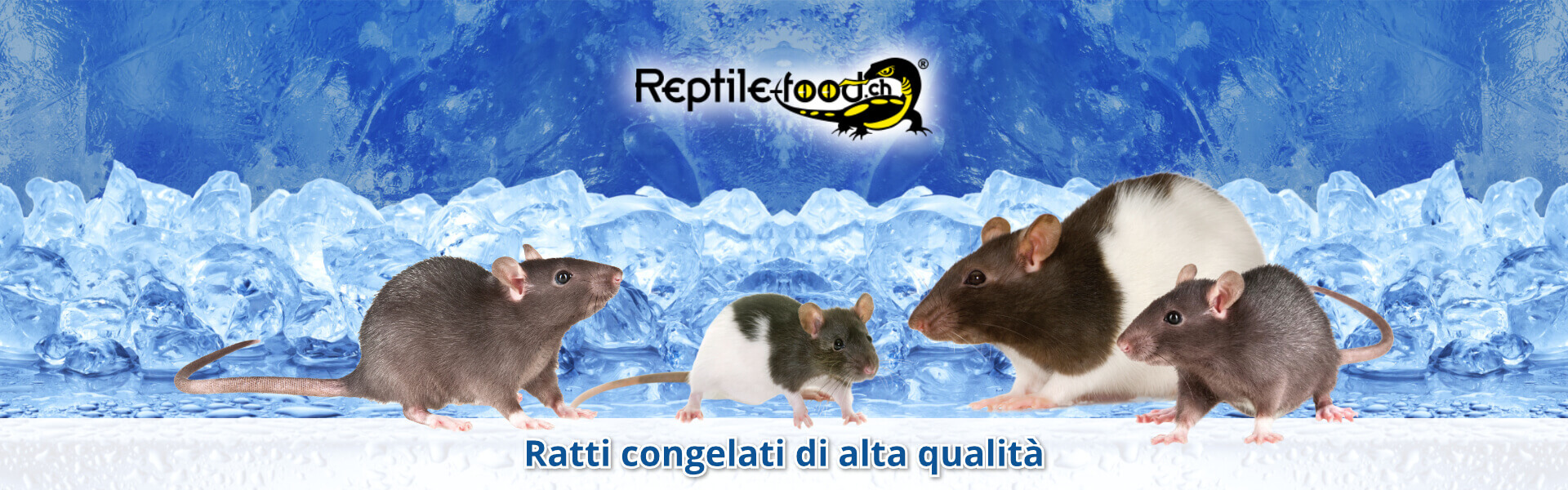 Ratti congelati di alta qualità Ratti congelati di alta qualità