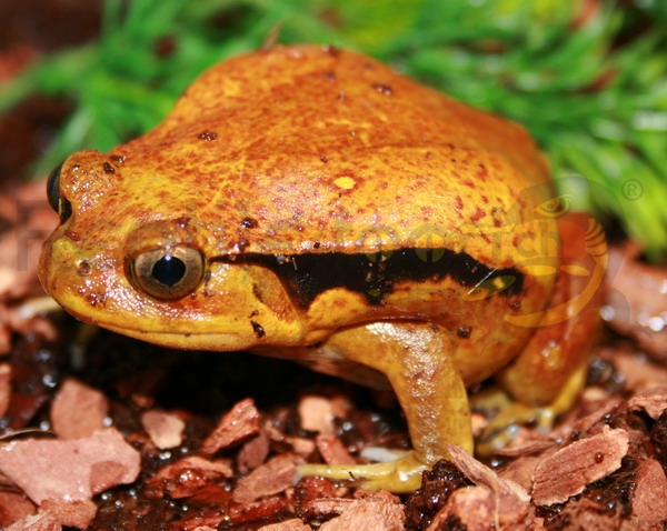 dyscophusguineti Dyscophus guineti