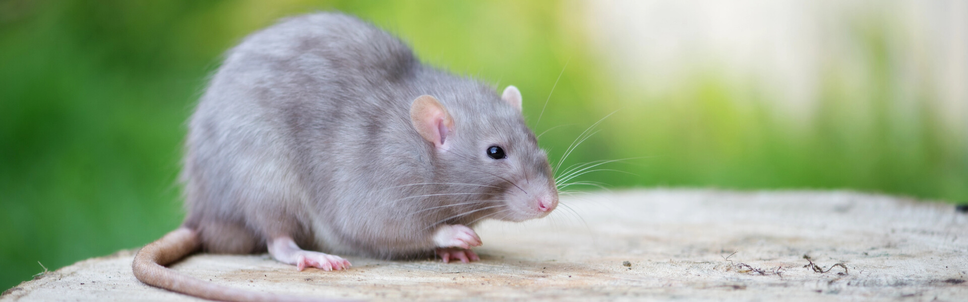 Rattenfutter Rattenfutter