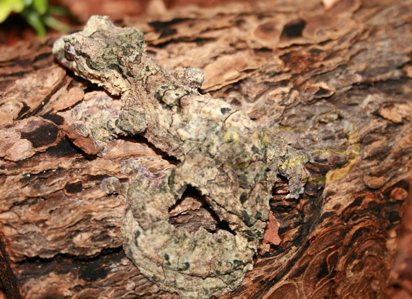 uroplatuspietschmanni Uroplatus pietschmanni