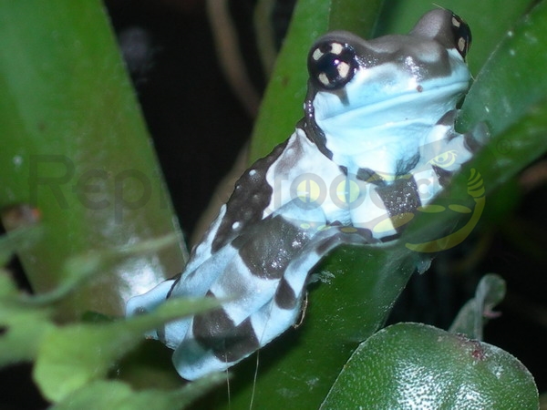 Trachycephalus resinifictrix Trachycephalus resinifictrix