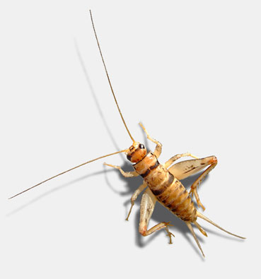 Kurzflügelgrille Kurzflügelgrille