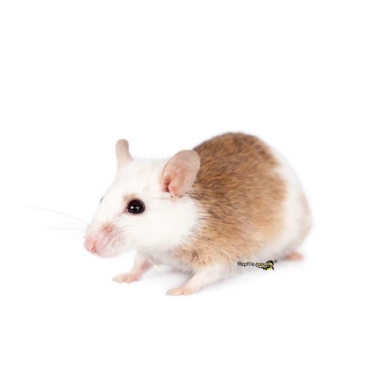 Topi multimammate ca. 10 g