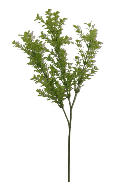 Buchsbaumast-gr-n-Web Buchsbaumstrauch ca. 60cm