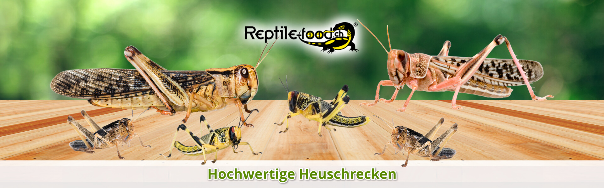 Heuschrecken als Futtertiere / Futterinsekten