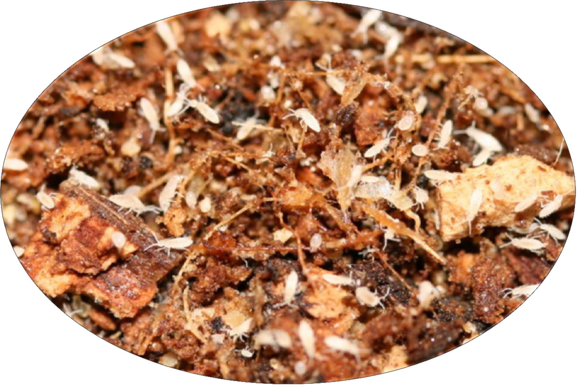 Springschwänze Springschwänze