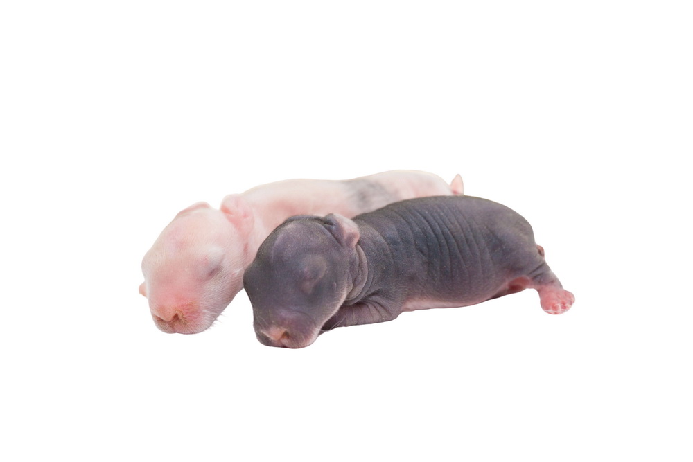 kaninchen-babyWeb Kaninchen Baby gefroren ca. 40-50gr.