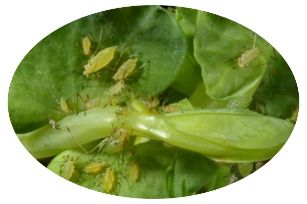 Afidi del pisello 1 L