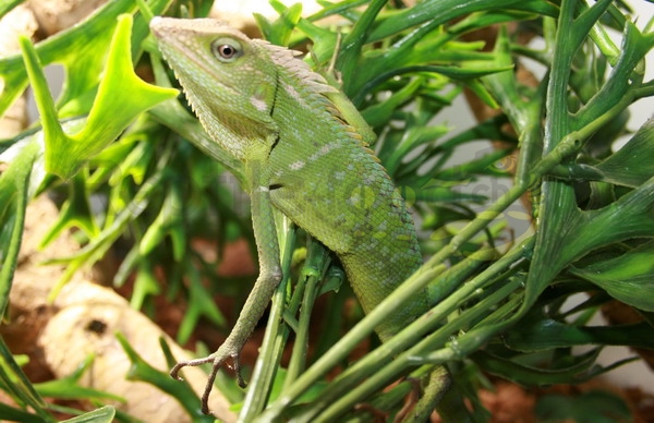 Agama crestata verde