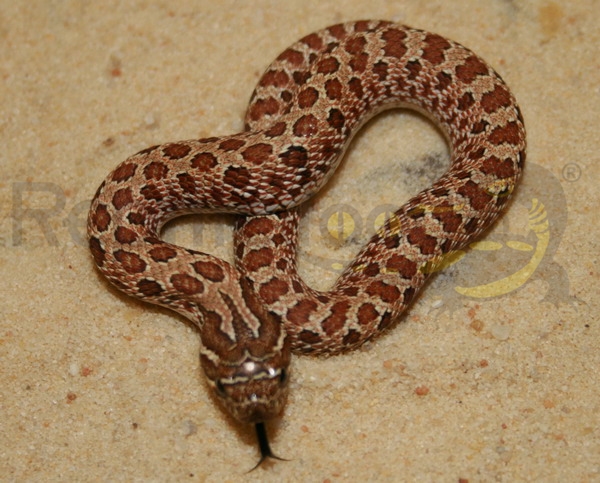 heterodonnasicusbaby Serpente muso di porco occidentale