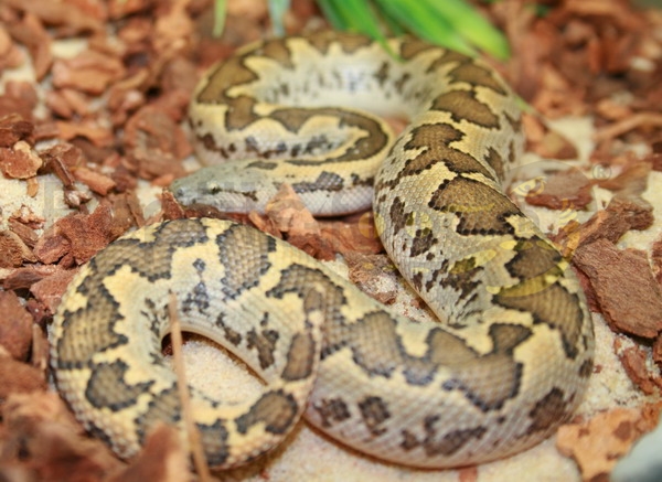 gongylophisconicus Boa della sabbia rugoso