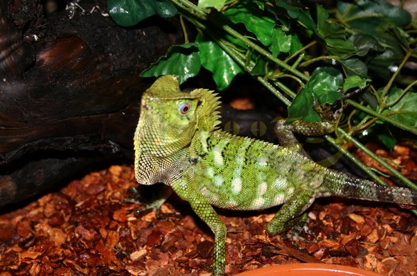 gonocephaluscham Chamaeleon Winkelkopfagame