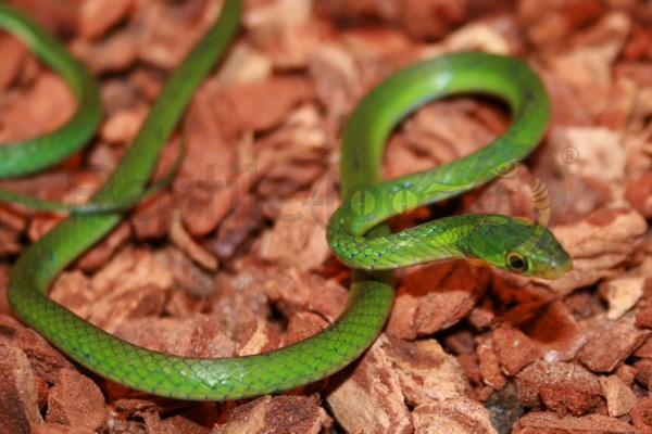 philothamnushoplogaster Grüne Buschnatter