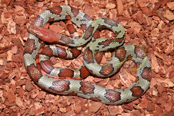 orthriophis-elaphe-moellendorffi Blumennatter / Moellendorfs Kletternatter