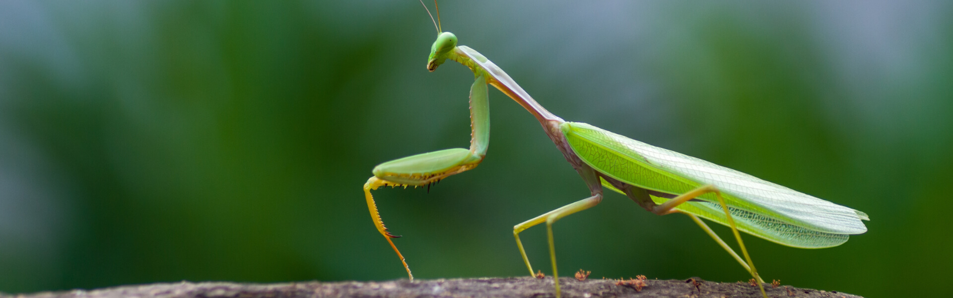 Wirbellose Tiere Divers