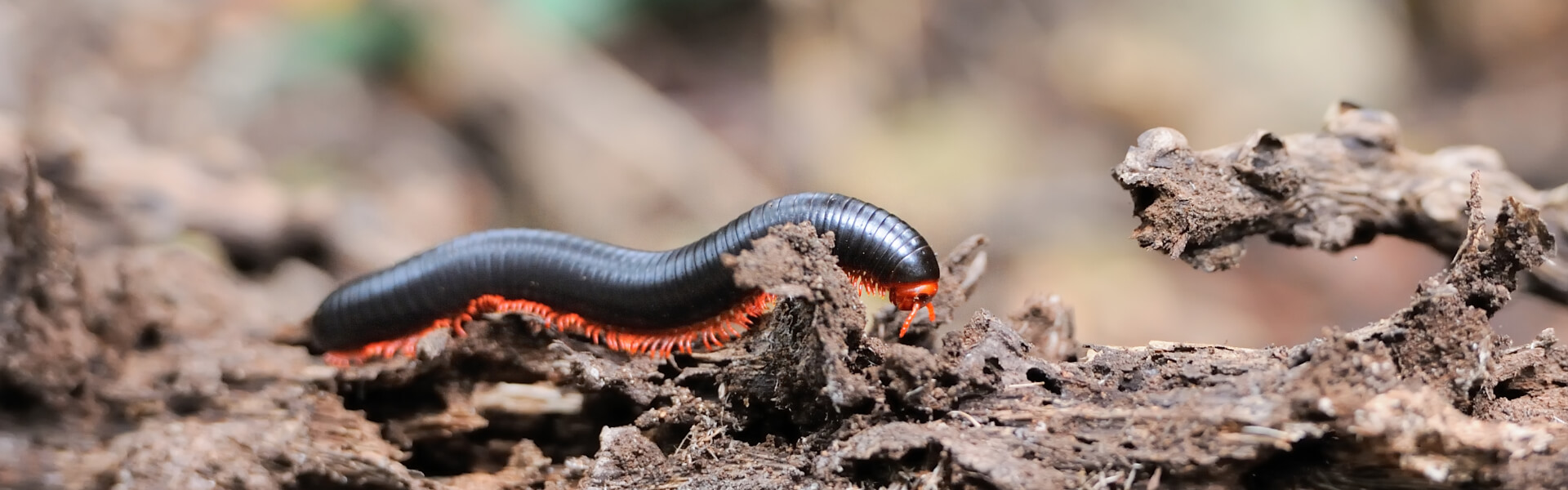 Tausendfüsserfutter