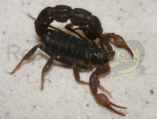 parabuthustransvaalicus Parabuthus transvaalicus