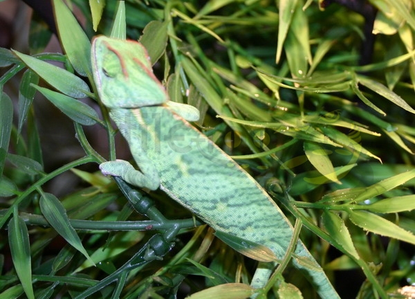 chamaeleon-calyptratus Jemenchamäleon