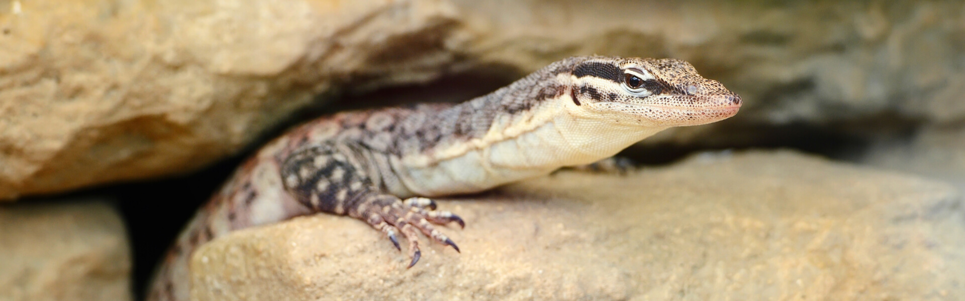 Waranfutter Waranfutter