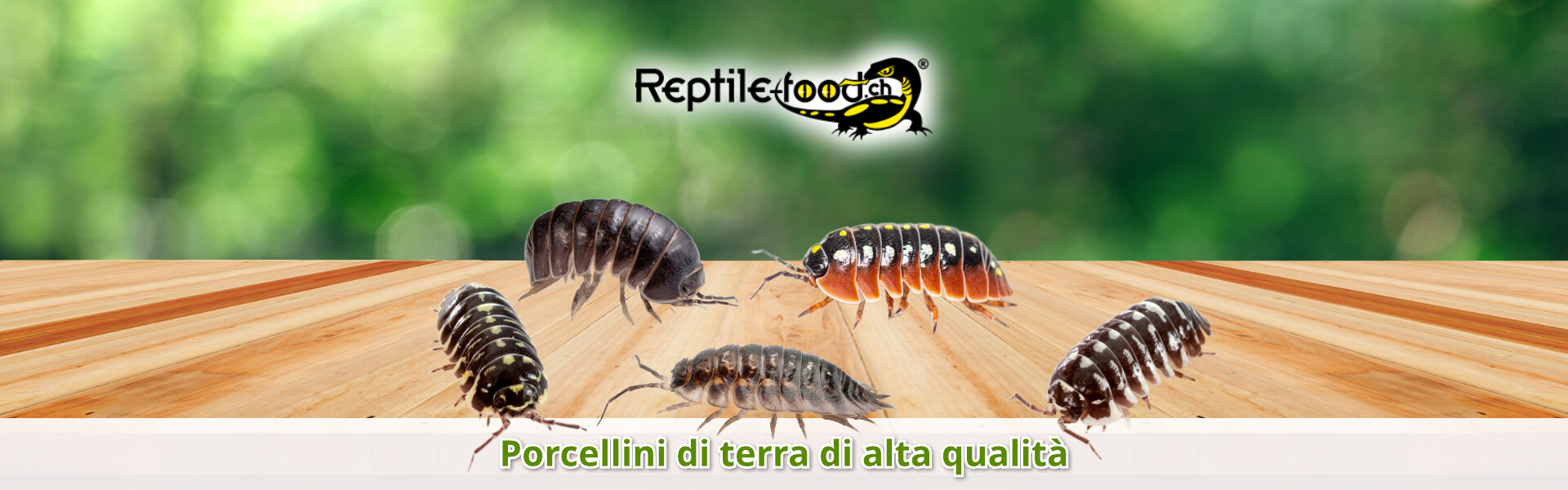 Porcellini di terra di alta qualità Porcellini di terra di alta qualità