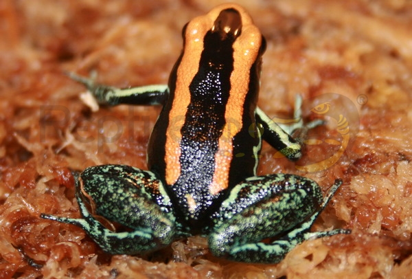 phyllobatesvittatus Phyllobates vittatus