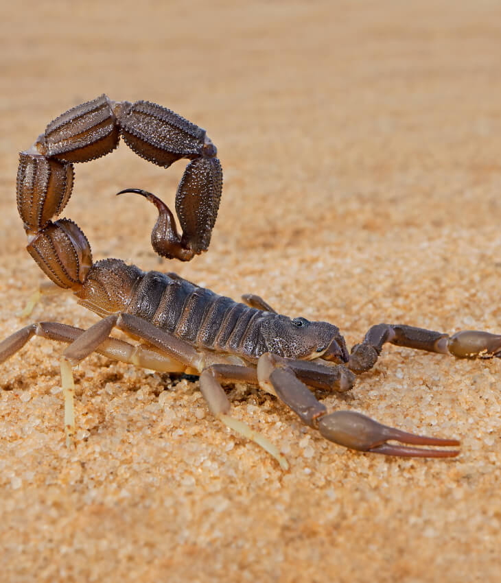 Cibo per scorpioni
