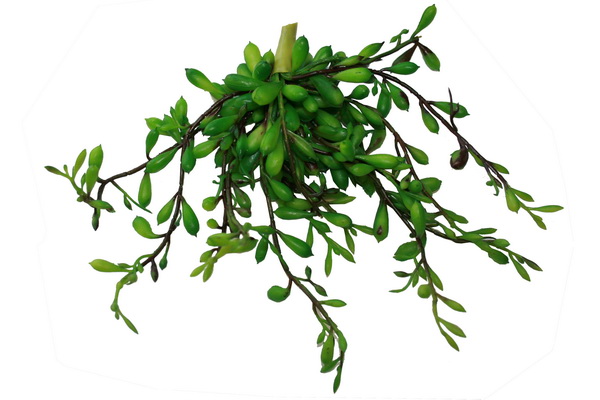 Sedum-Busch-Gr-n-Web Sedum Busch Grün ca. 16cm