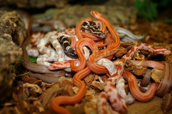 kornnattern Serpente del grano