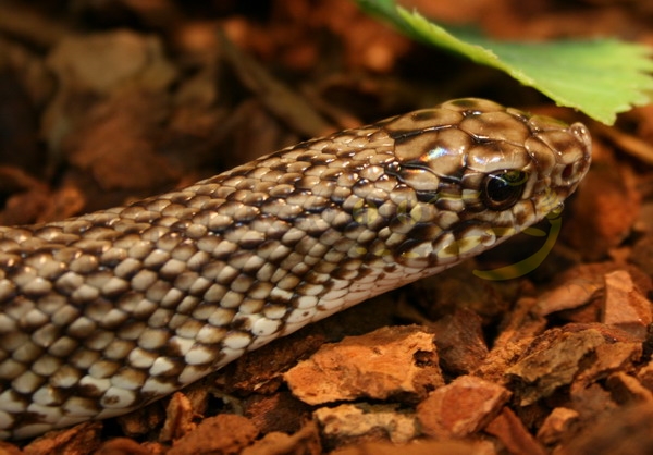 leioheterodongeayi Gesprenkelte Hakennasennatter