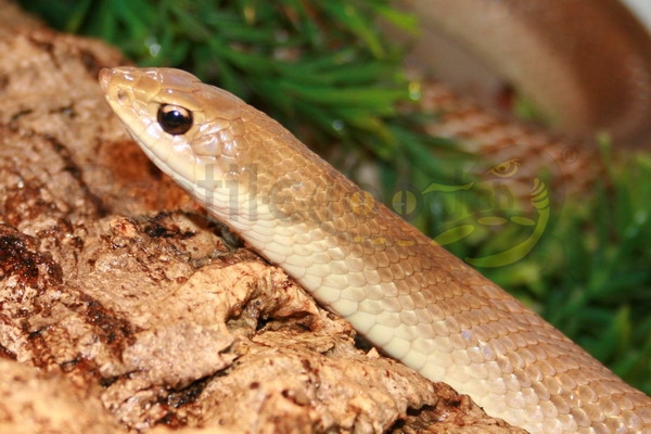 leioheterodonmodestus Goldene Hakennasennatter