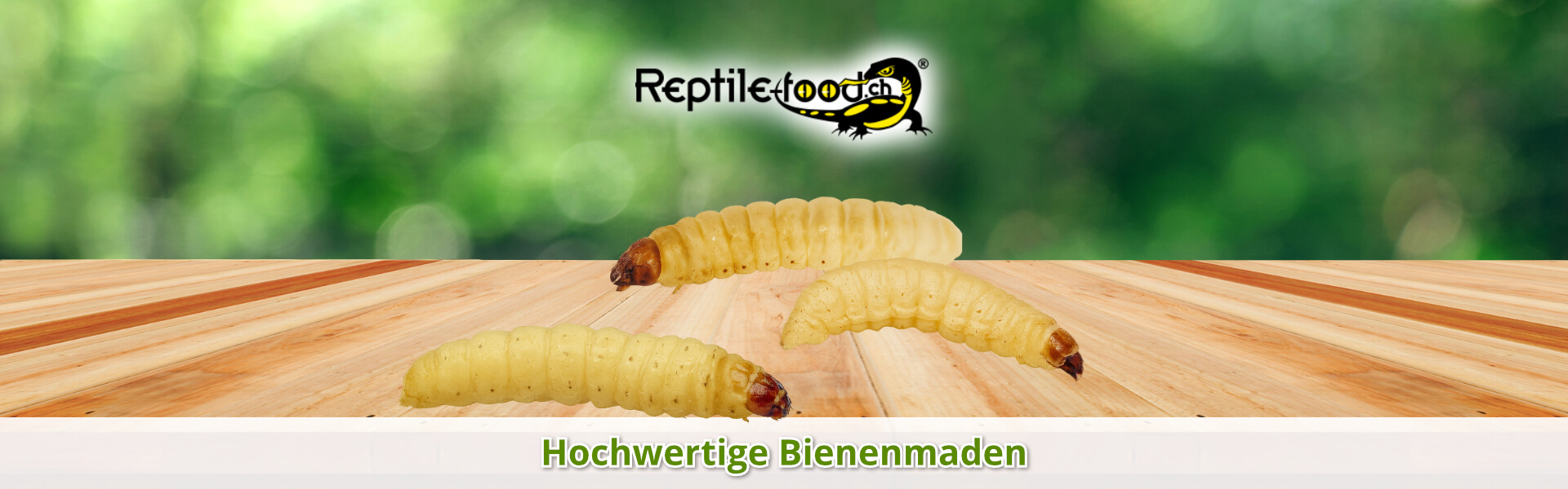 Bienenmaden als Futtertiere / Futterinsekten