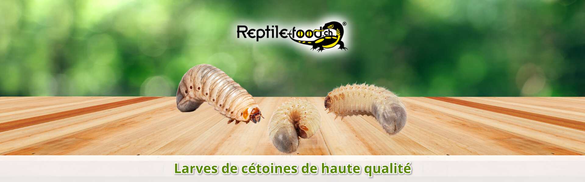Larves de cétoines de haute qualité Larves de cétoines de haute qualité