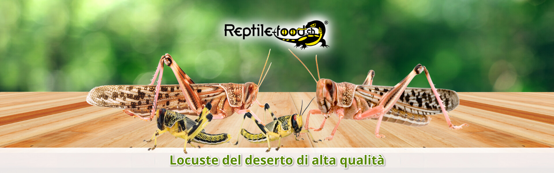 Locuste del deserto di alta qualità Locuste del deserto di alta qualità