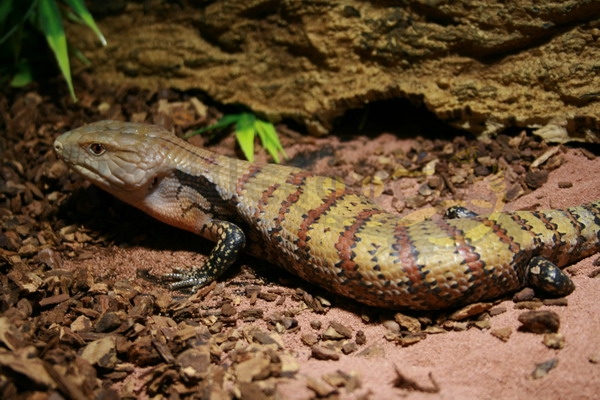 tiliquascincoidesirianjaya Tiliqua gigas evanescens