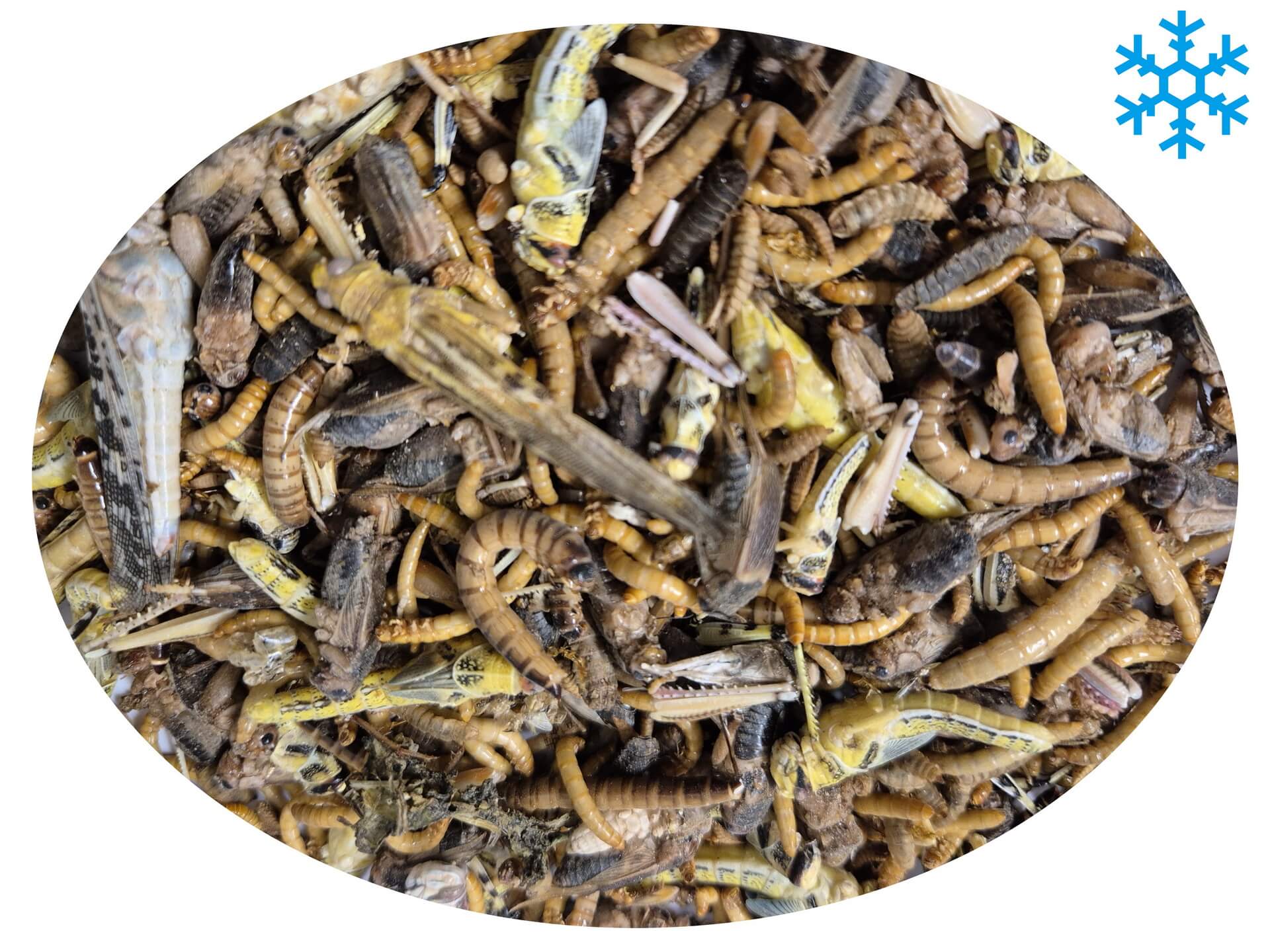 Mélange congelé pour hérissons et oiseaux sauvages Mélange congelé pour hérissons et oiseaux sauvages