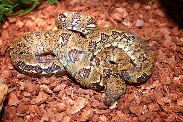 Boa arboricolo del Madagascar