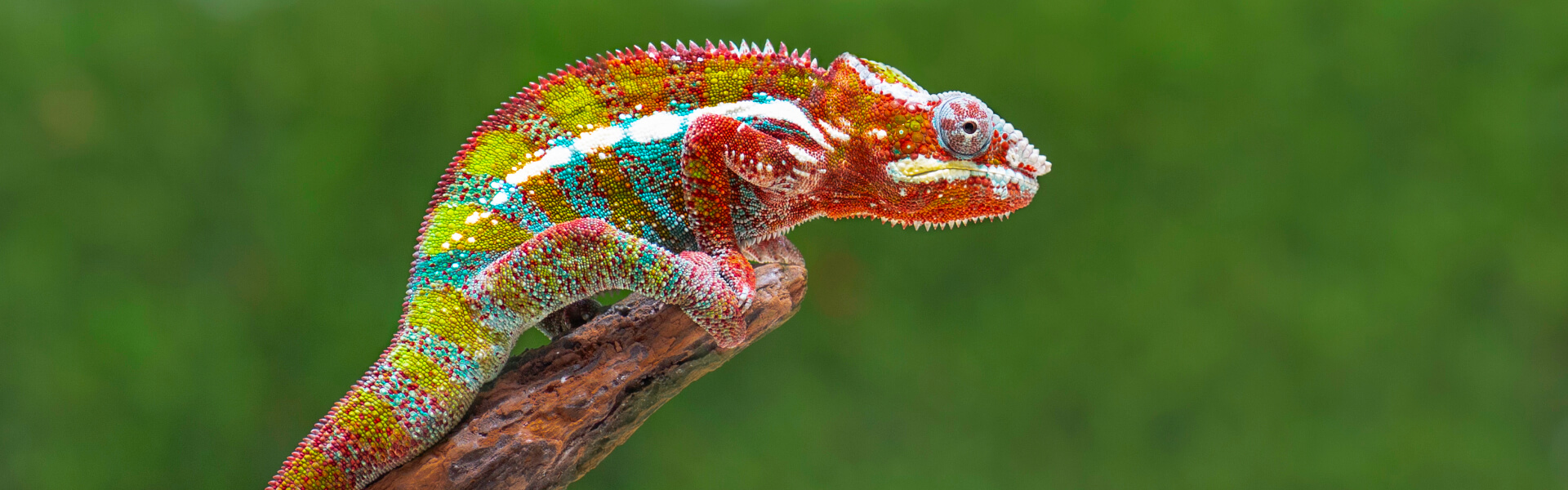 Chamäleons Chamäleons