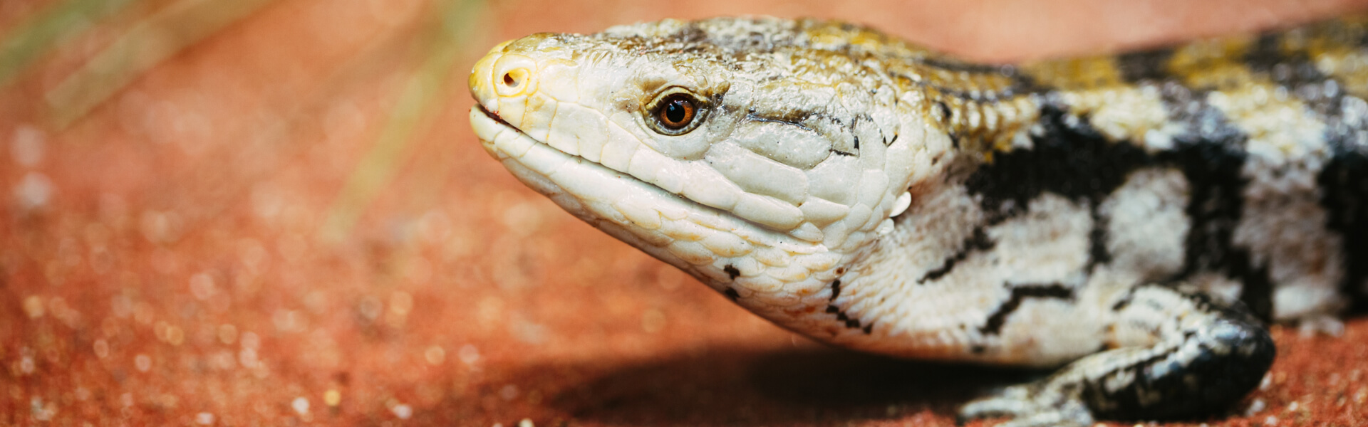 Skinkfutter Skinkfutter