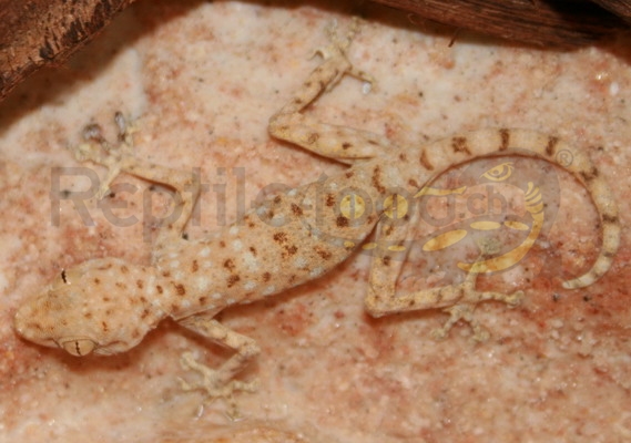 Gecko à doigts en éventail du Sahara