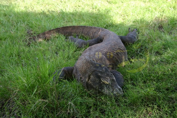 komodowaran Varanus komodoensis