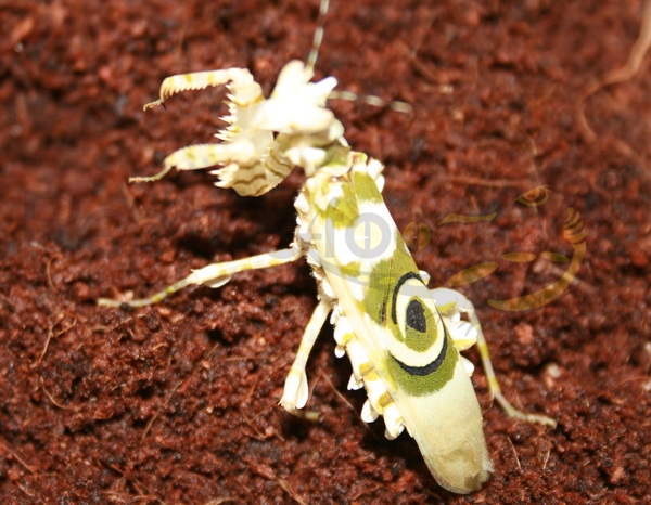 pseudocreobotrawahlbergii Tanzania Blütenmantis